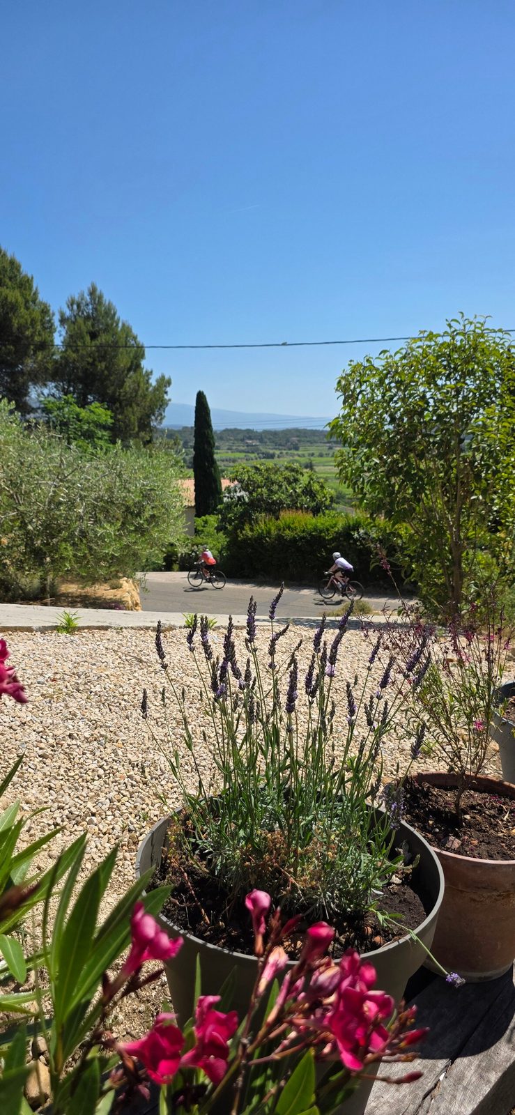 Les Dentelles de Montmirail et le Mont Ventoux au-dessus des vignes